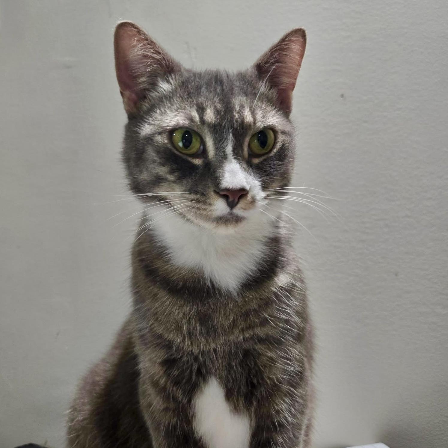 Rosalyn, Adoptable, Young Female Domestic Short Hair & Tabby.