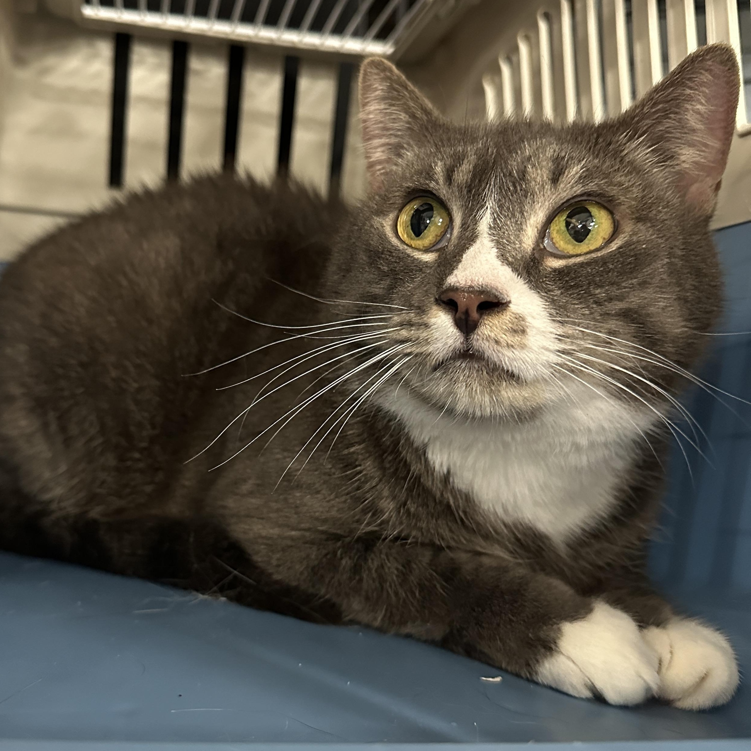 Rosalyn, a Adoptable mixed breed in Pittstown, NJ image 4/6