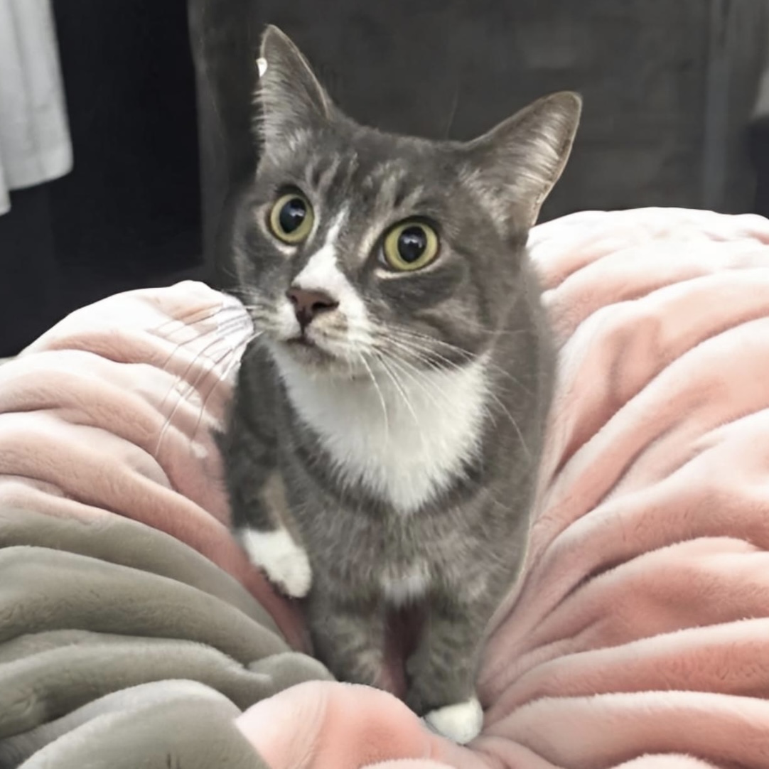 Rosalyn, Adoptable, Young Female Domestic Short Hair & Tabby.