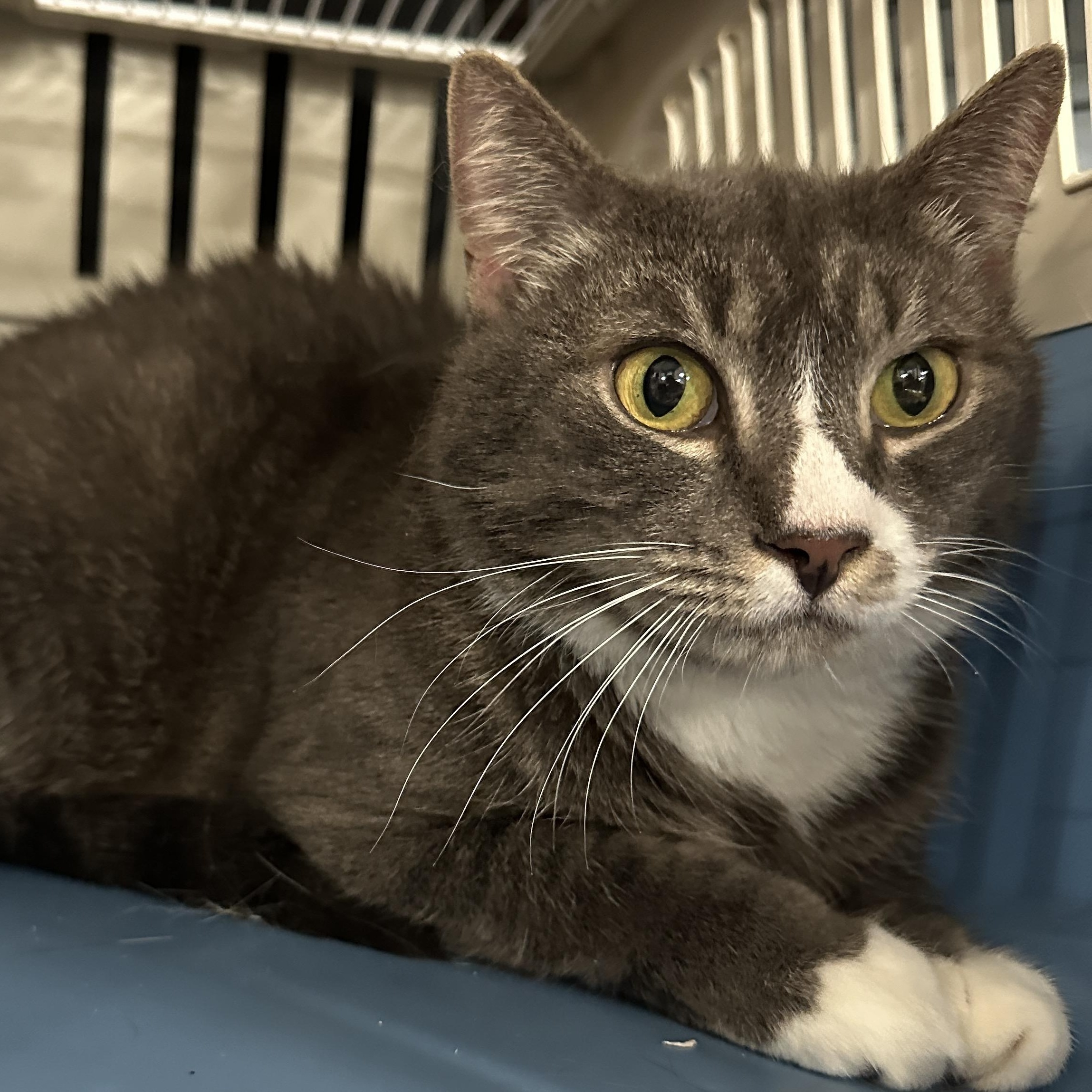 Rosalyn, a Adoptable mixed breed in Pittstown, NJ image 6/6