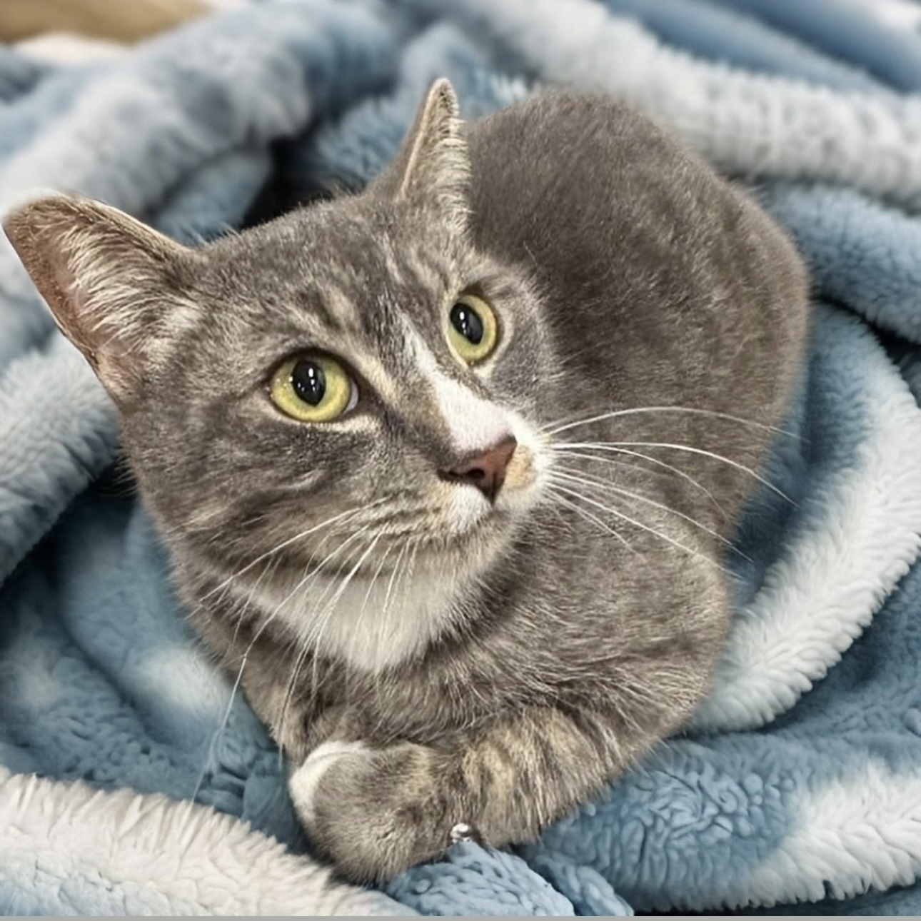 Rosalyn, a Adoptable mixed breed in Pittstown, NJ image 5/6