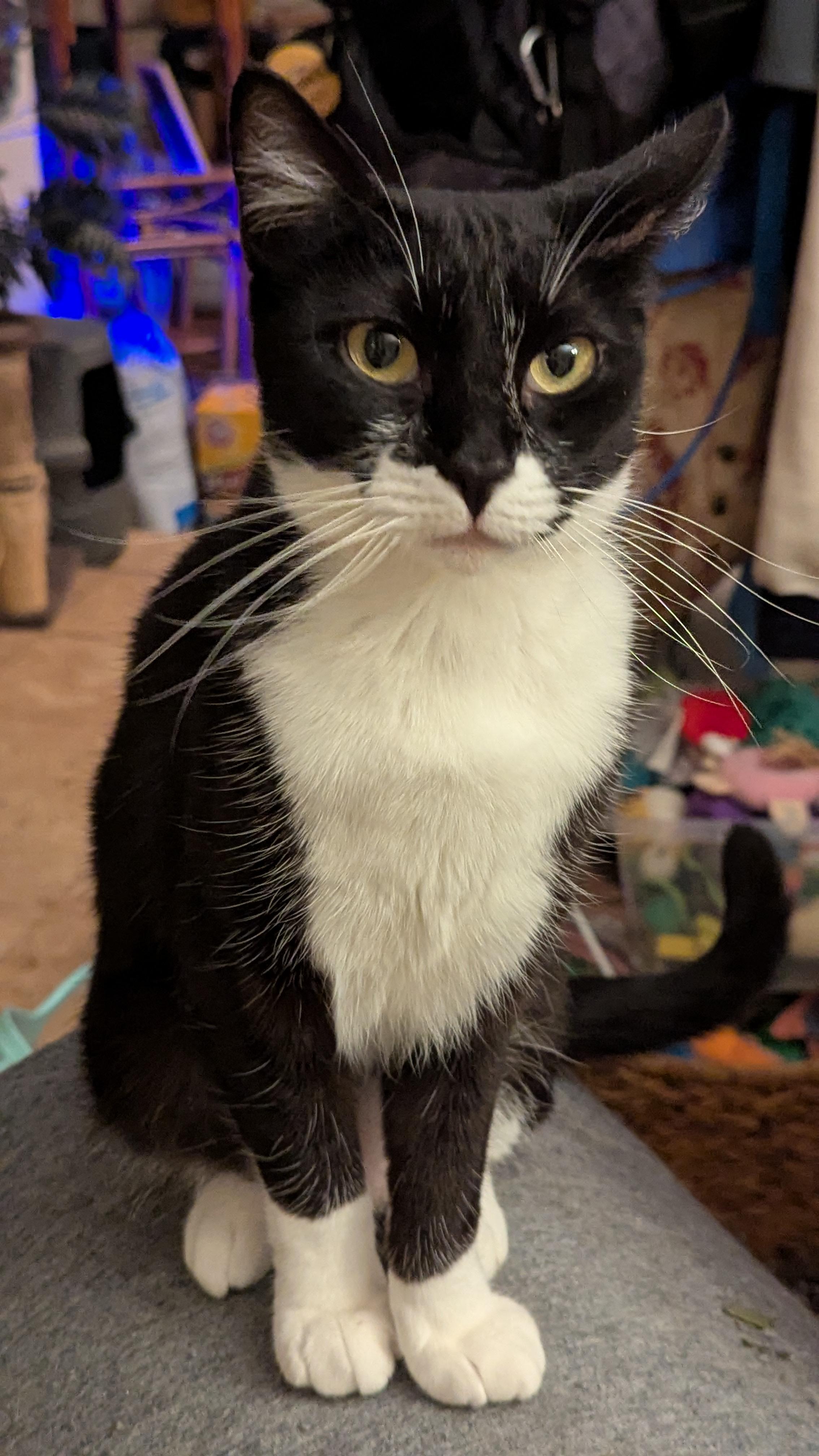 Enlarge Rebel, a Adoptable mixed breed in San Diego, CA image 4/6