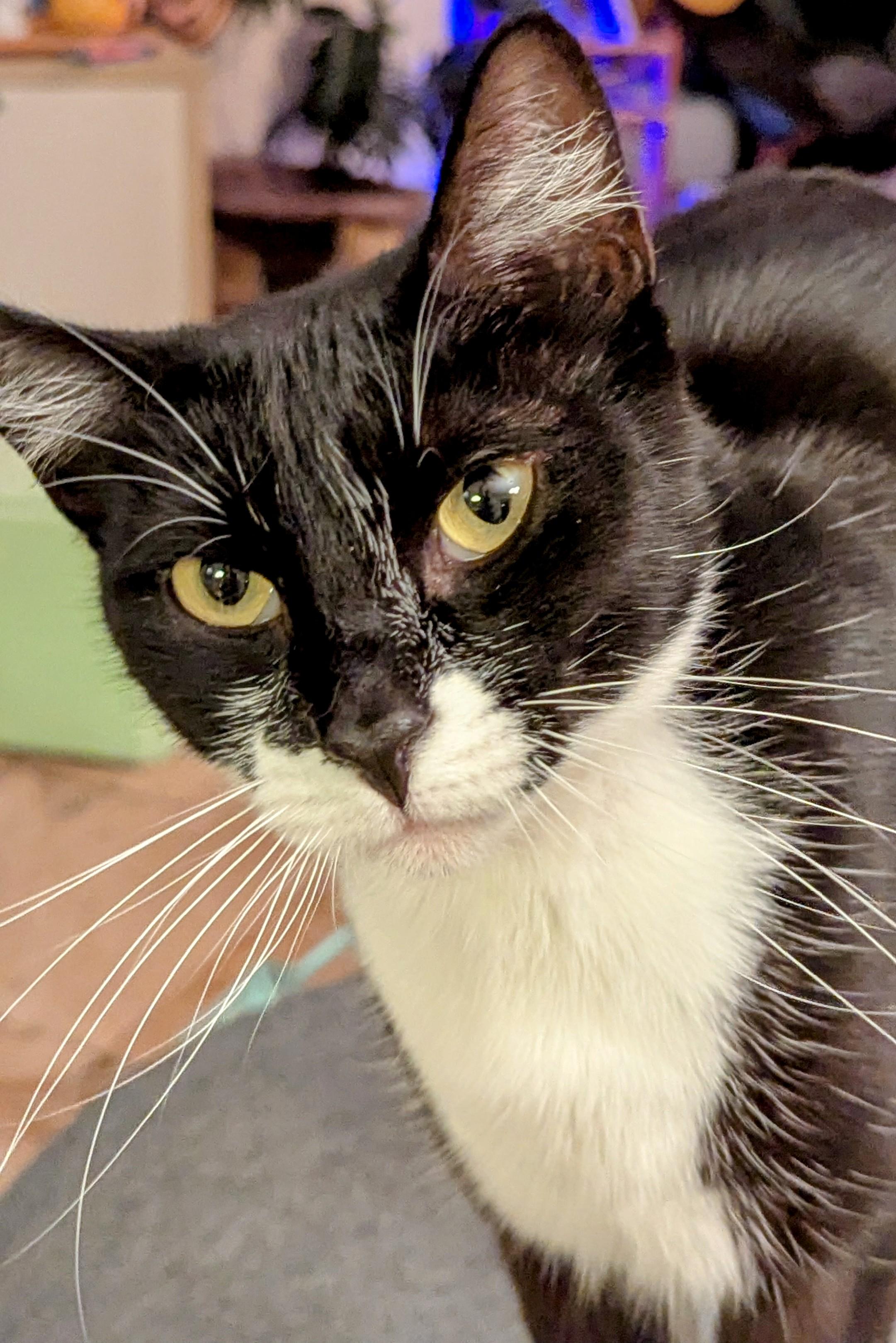 Rebel, Adoptable, Young Female Tuxedo & Domestic Short Hair.