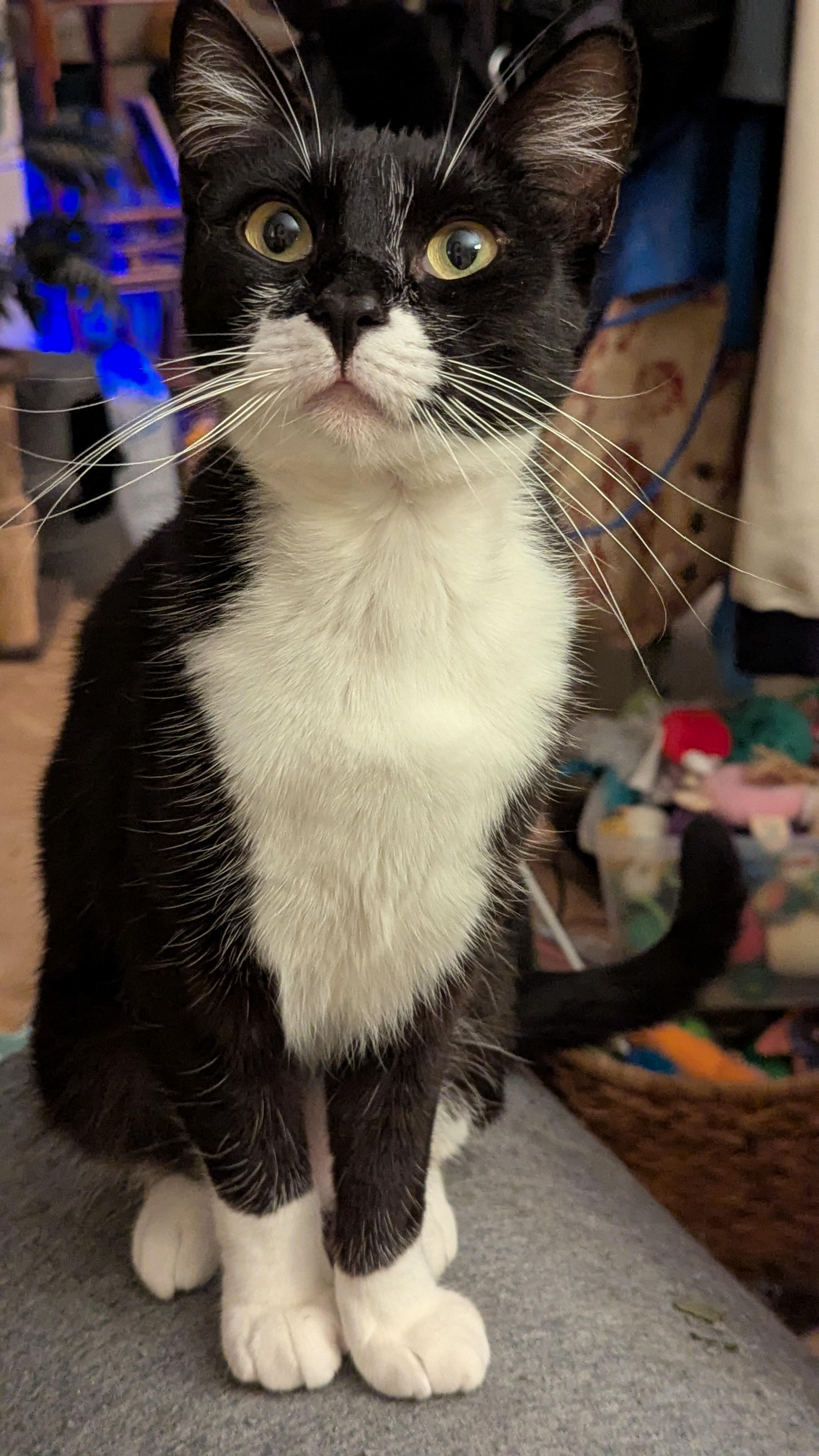 Enlarge Rebel, a Adoptable mixed breed in San Diego, CA image 2/6