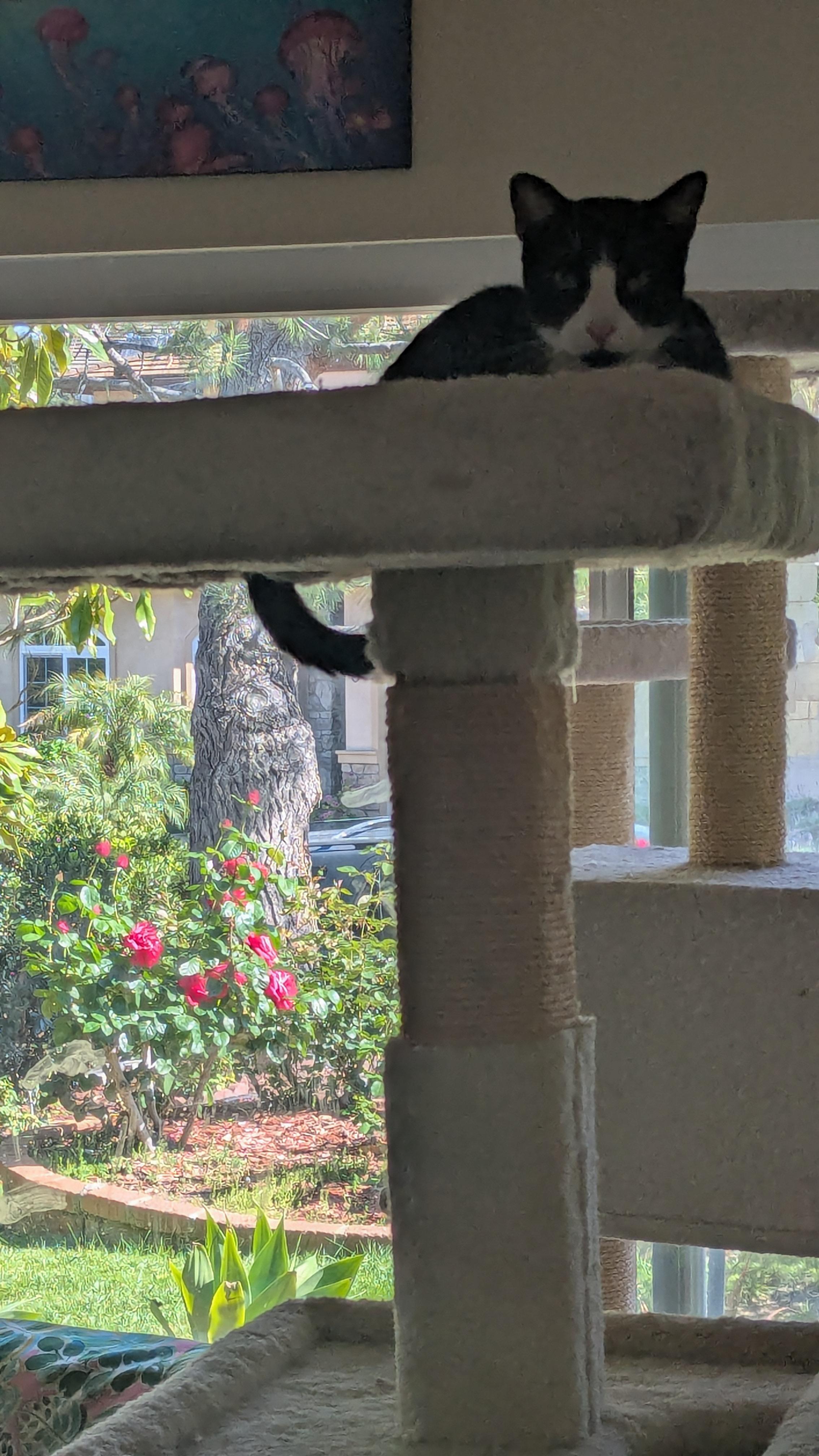 Enlarge Rebel, a Adoptable mixed breed in San Diego, CA image 3/6