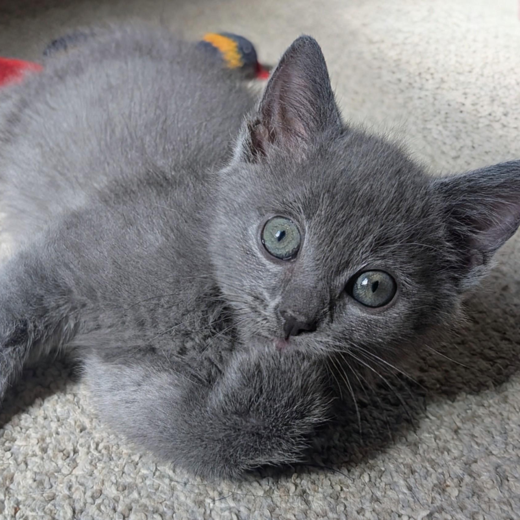 Enlarge Ike Coleman, a Adoptable Domestic Medium Hair in Denver, CO image 4/5