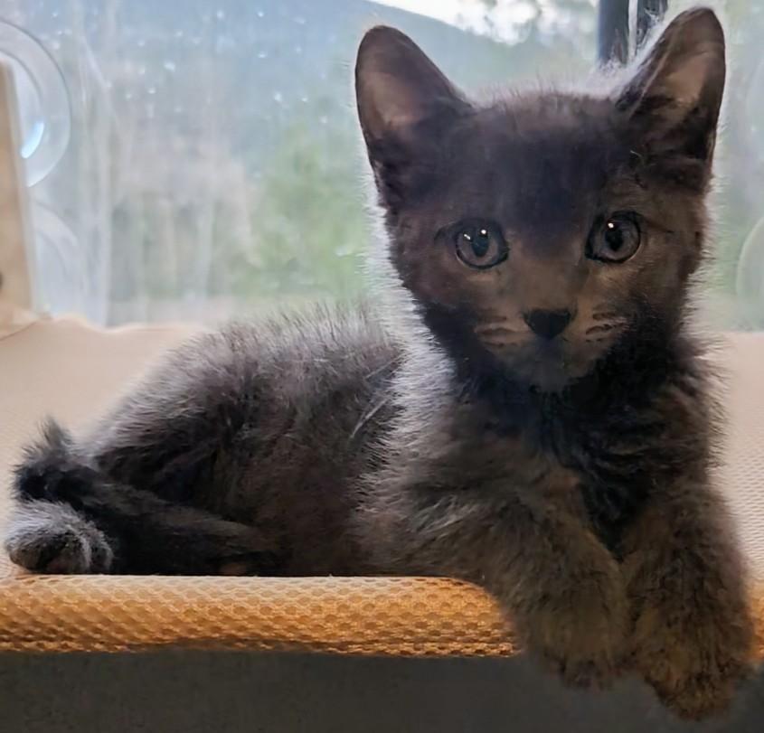 Enlarge Ike Coleman, a Adoptable Domestic Medium Hair in Denver, CO image 5/5