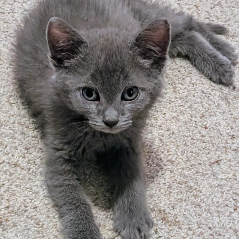 Enlarge Ike Coleman, a Adoptable Domestic Medium Hair in Denver, CO image 3/5