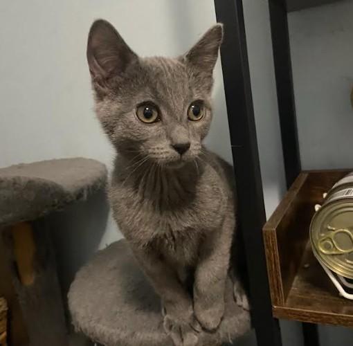 Ike Coleman, Adoptable, Kitten Male Domestic Medium Hair.