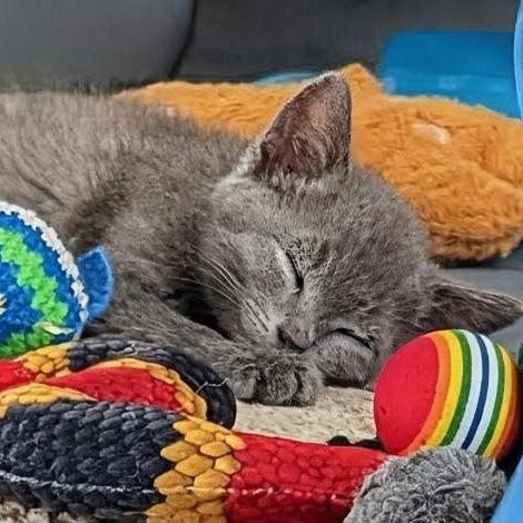 Enlarge Ike Coleman, a Adoptable Domestic Medium Hair in Denver, CO image 2/5