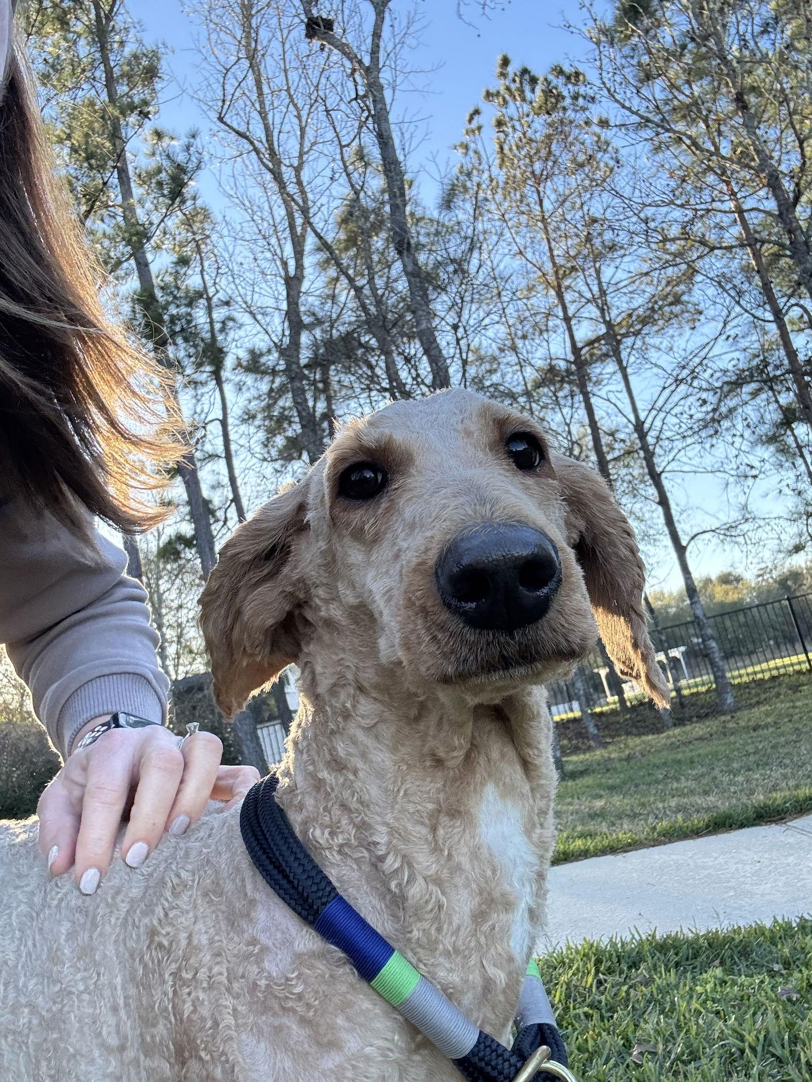 Moo, Adopted, Young Female Standard Poodle & Golden Retriever.