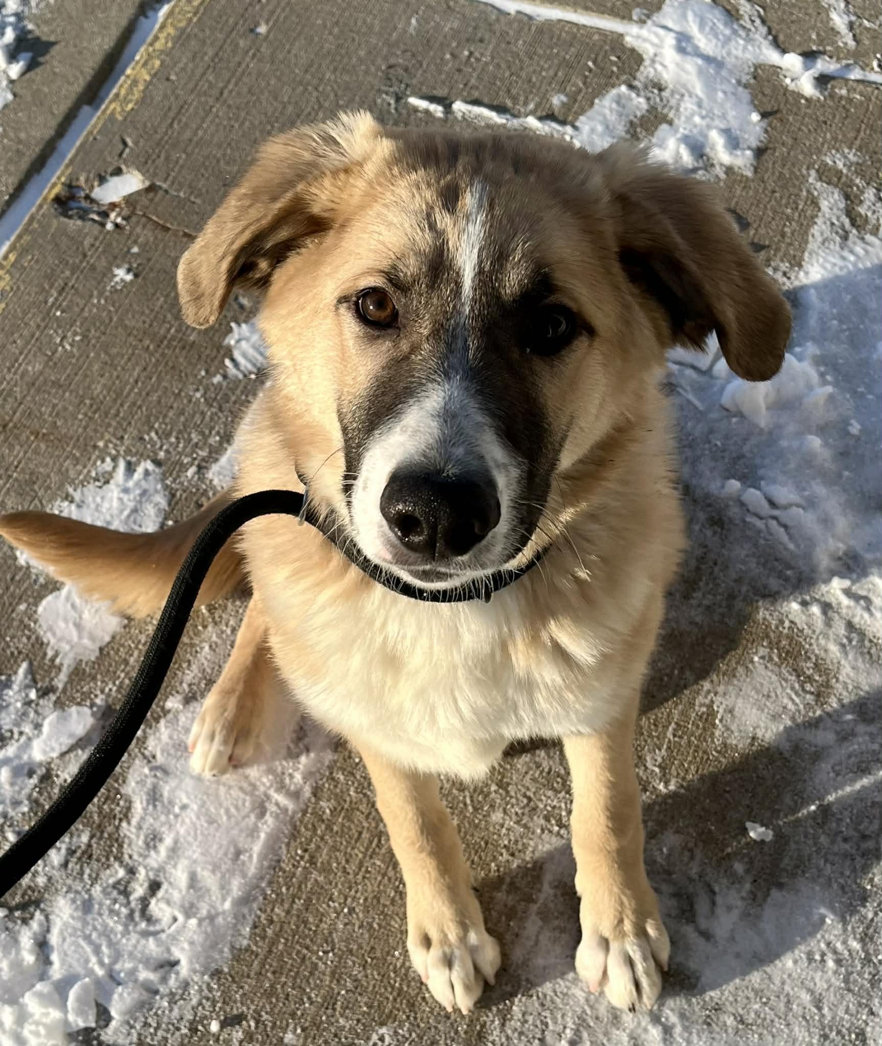 Kallan, adopted, Young Male Great Pyrenees.