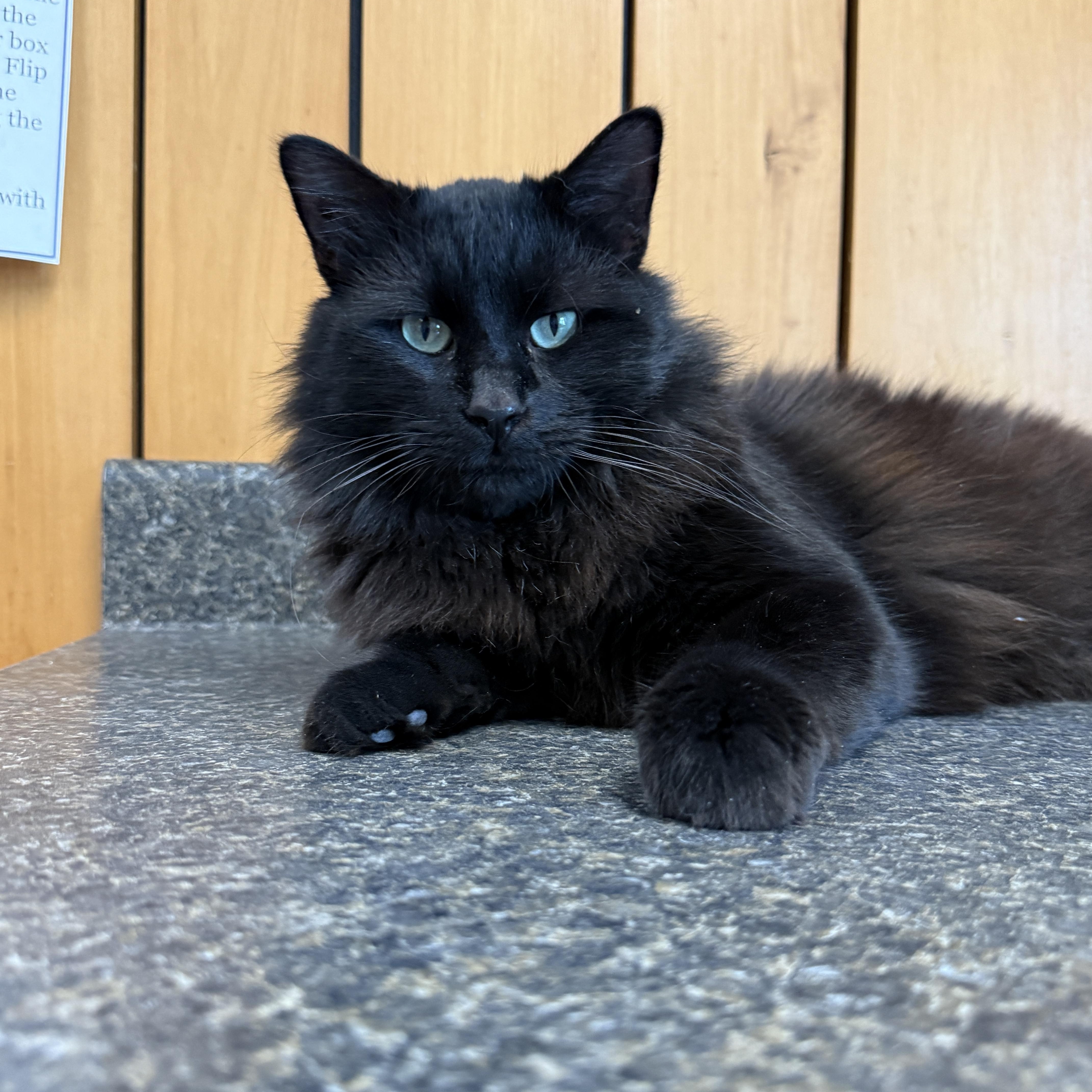Ninja, ADOPTABLE, Young Male Domestic Medium Hair.