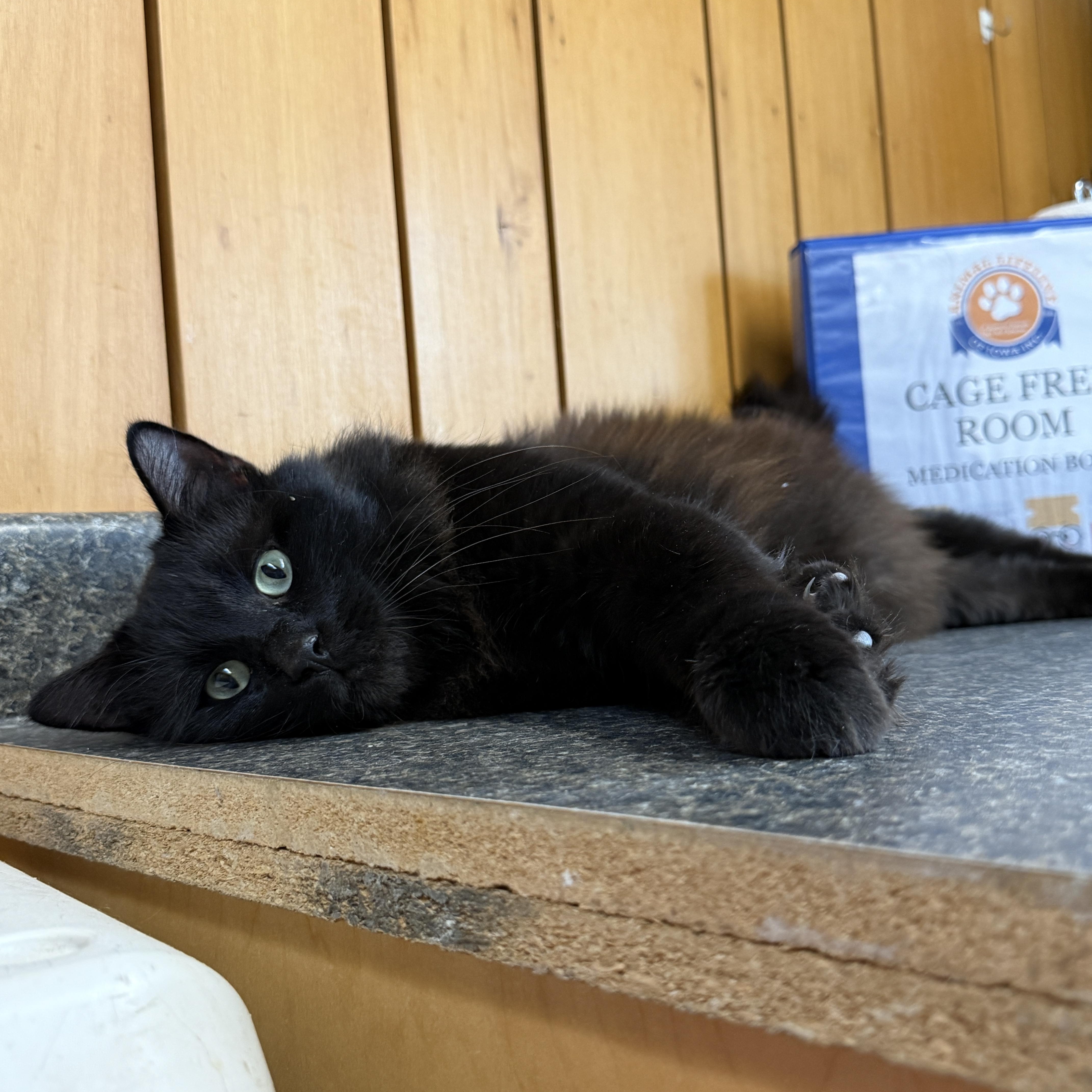 Ninja, a ADOPTABLE Domestic Medium Hair in Des Moines, IA image 2/4