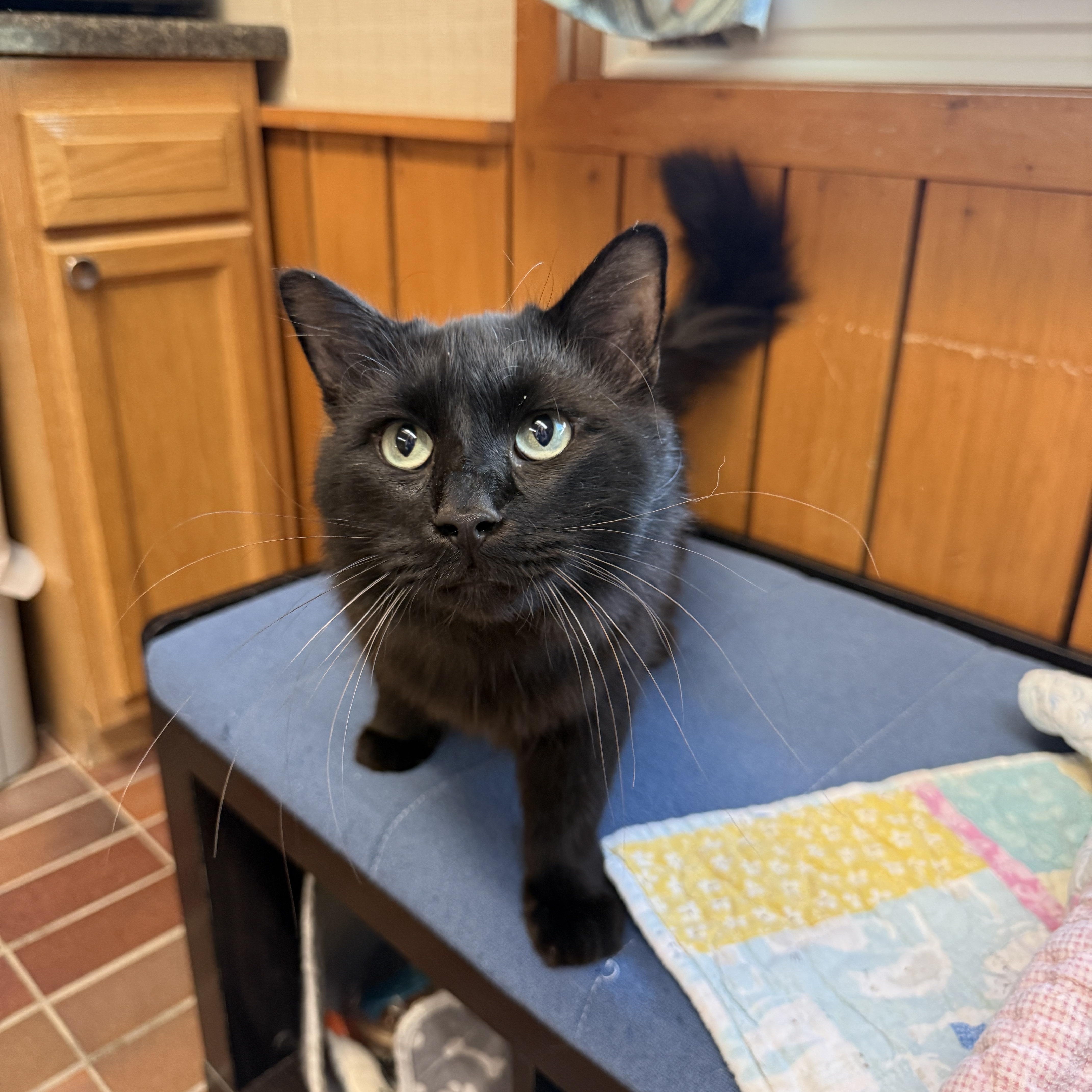 Ninja, a ADOPTABLE Domestic Medium Hair in Des Moines, IA image 3/4