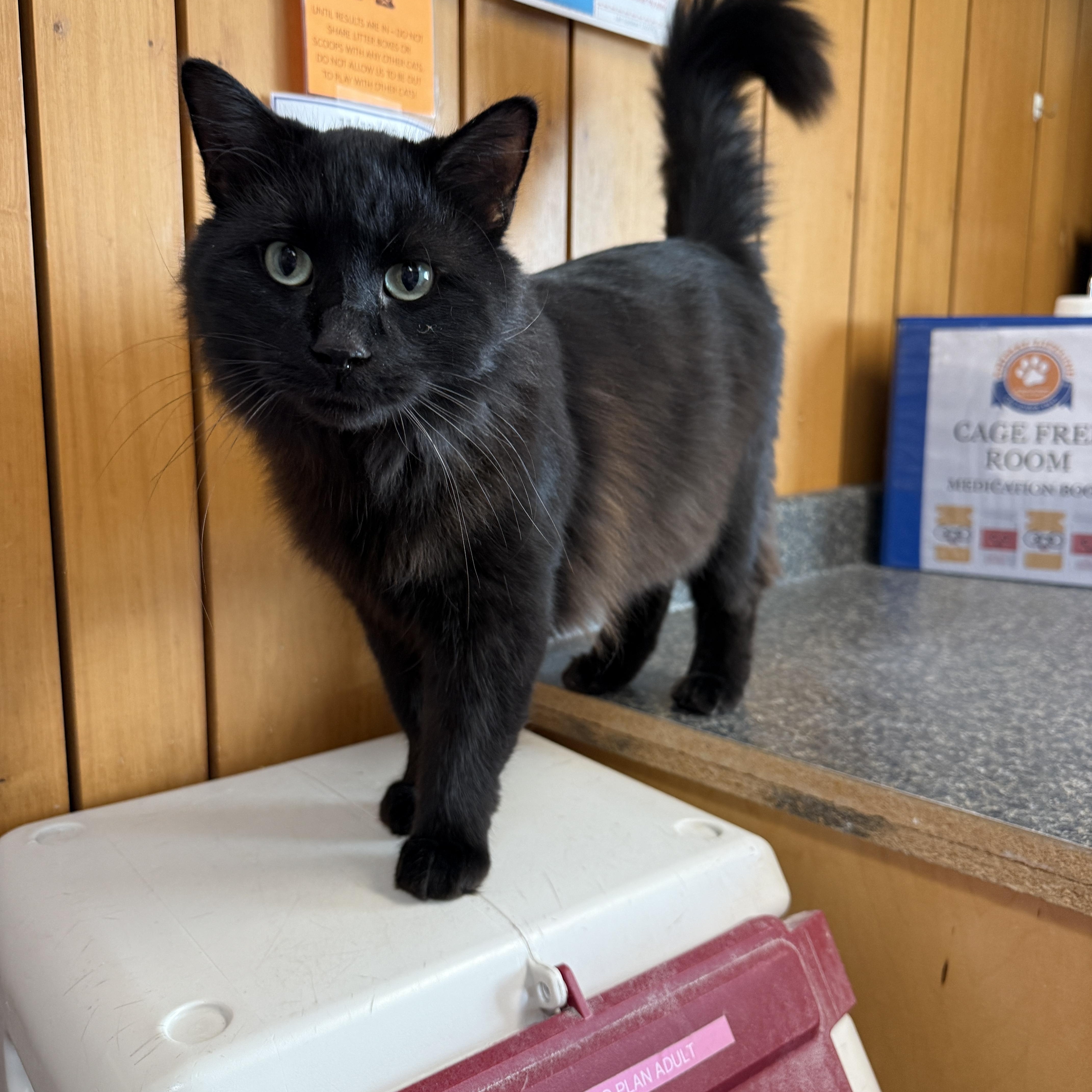 Ninja, a ADOPTABLE Domestic Medium Hair in Des Moines, IA image 4/4