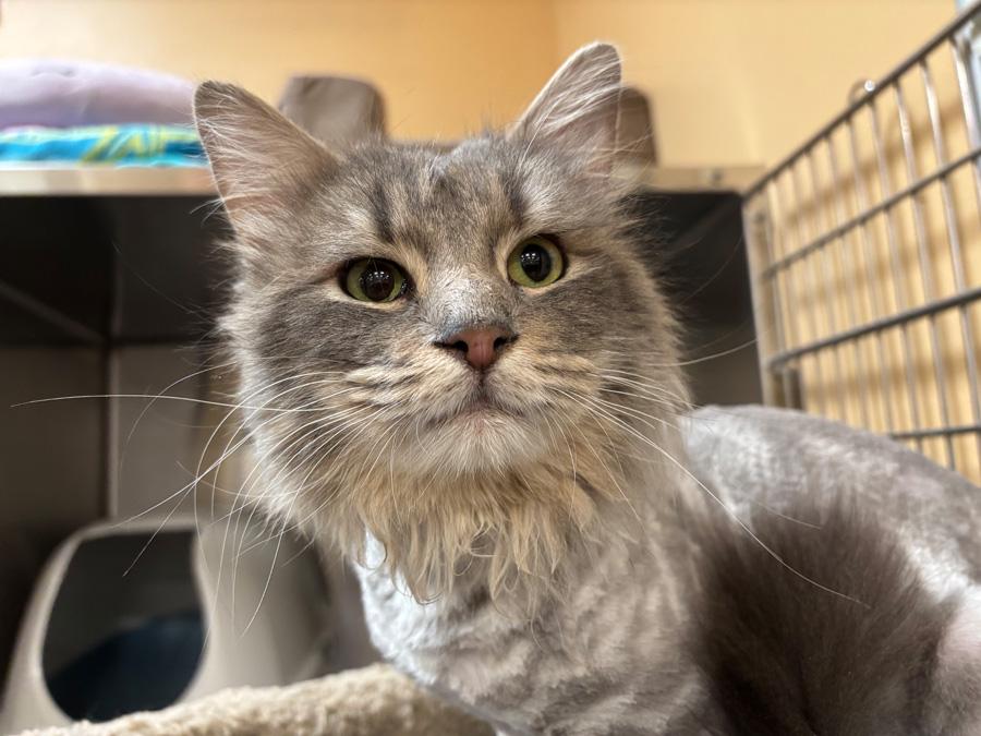 Enlarge Leo, a ADOPTABLE Domestic Long Hair in Paramus, NJ image 3/4