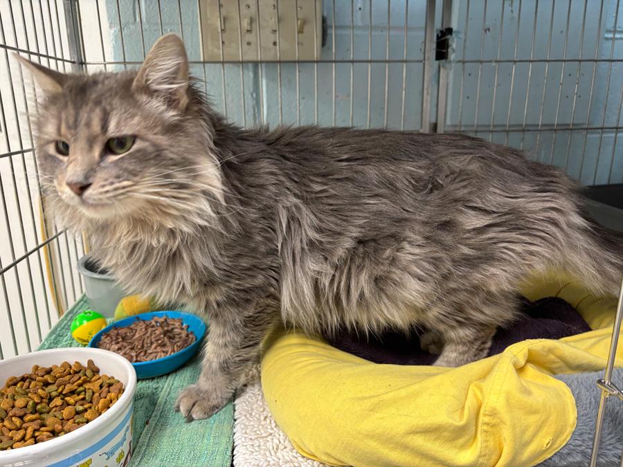 Enlarge Leo, a ADOPTABLE Domestic Long Hair in Paramus, NJ image 2/4