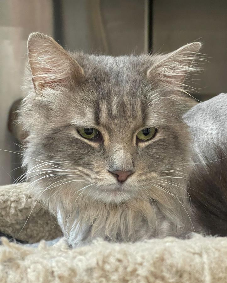 Enlarge Leo, a ADOPTABLE Domestic Long Hair in Paramus, NJ image 1/4