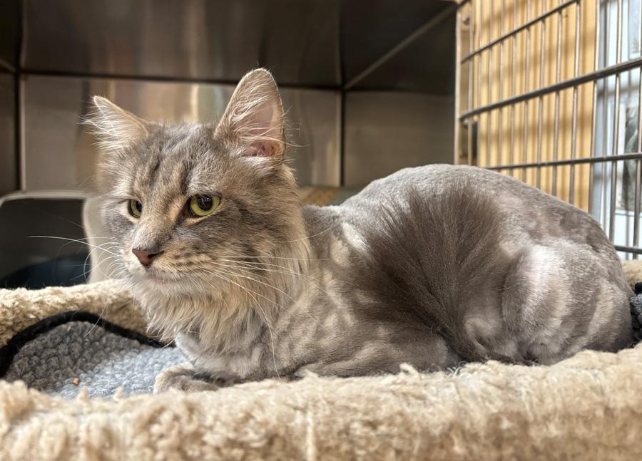 Enlarge Leo, a ADOPTABLE Domestic Long Hair in Paramus, NJ image 4/4