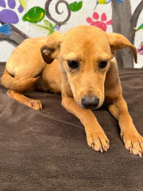 Dazzle 26, Adoptable, Puppy Female Mixed Breed.