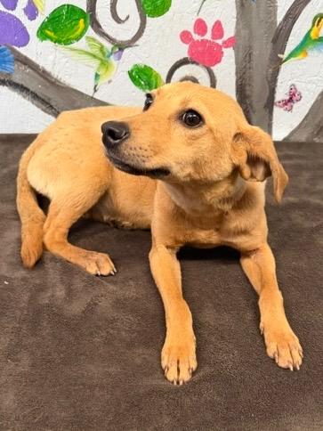Enlarge Dazzle 26, a Adoptable mixed breed in Brookhaven, MS image 2/4