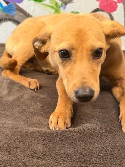 Enlarge Dazzle 26, a Adoptable mixed breed in Brookhaven, MS image 3/4