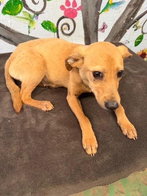 Enlarge Dazzle 26, a Adoptable mixed breed in Brookhaven, MS image 4/4