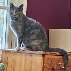 Cabbage, Adoptable, Young Female Dilute Tortoiseshell.