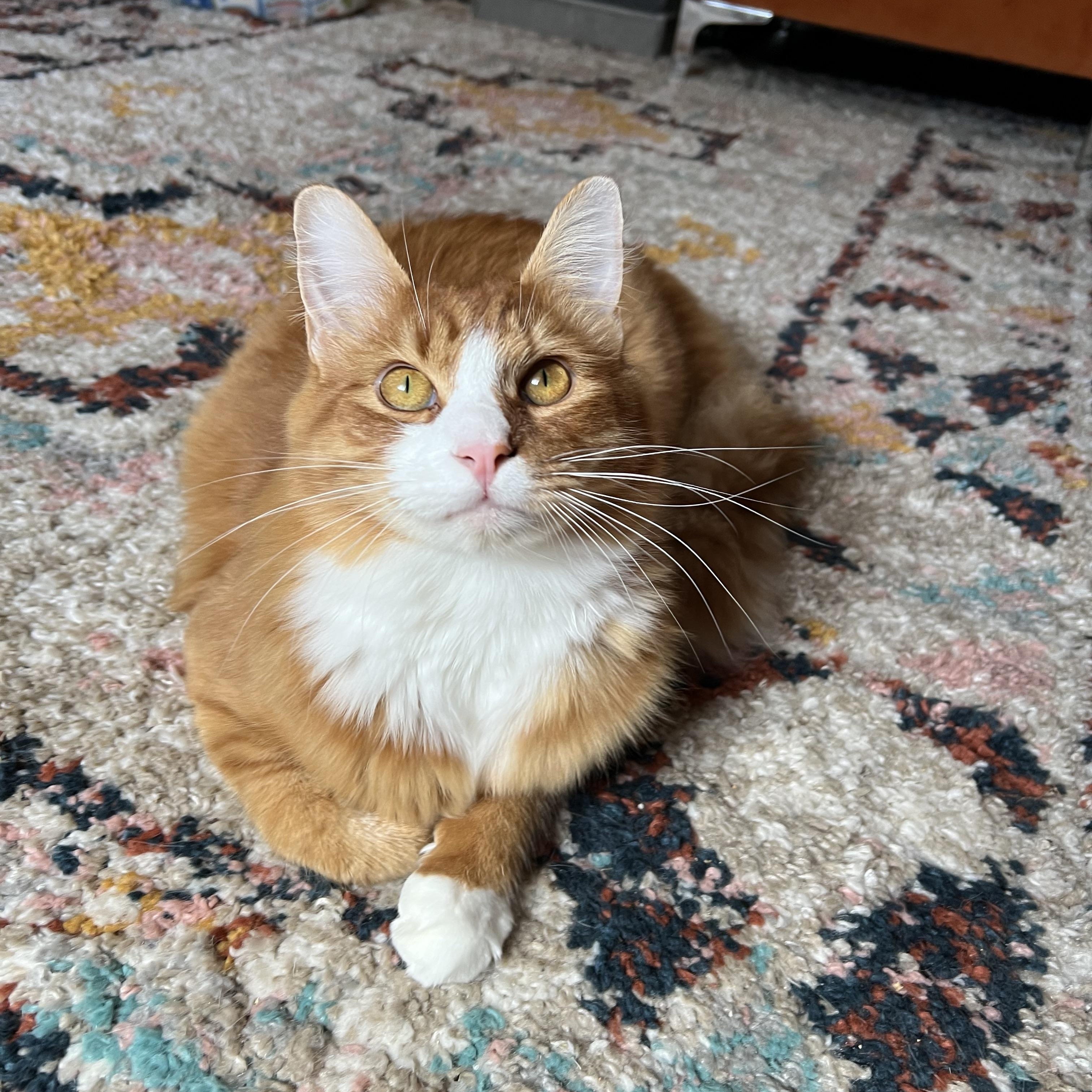 Enlarge Cheese & Mac, a ADOPTABLE Tabby in Mount Holly, NC image 2/2