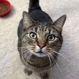 Enlarge Roobarb - BIG handsome, sweet boy at The Kitten Around Cat Lounge, a ADOPTABLE Tabby in Southern Pines, NC image 5/6