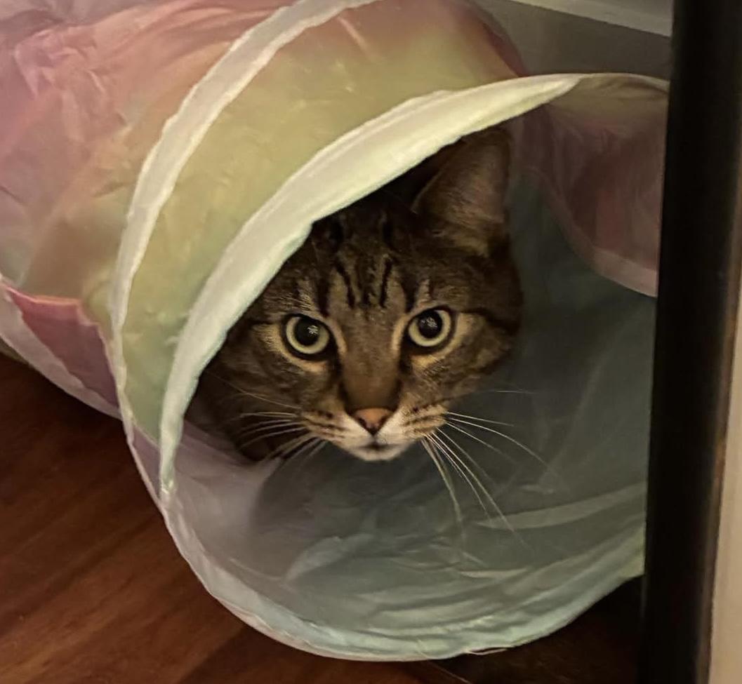Enlarge Roobarb - BIG handsome, sweet boy at The Kitten Around Cat Lounge, a ADOPTABLE Tabby in Southern Pines, NC image 2/6