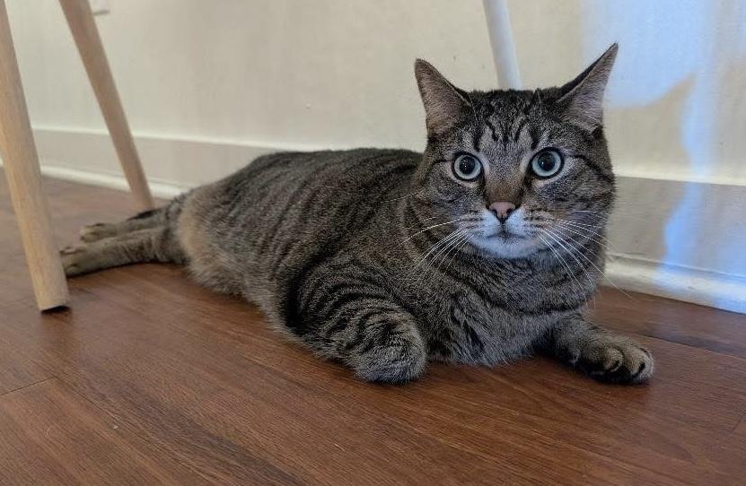 Enlarge Roobarb - BIG handsome, sweet boy at The Kitten Around Cat Lounge, a ADOPTABLE Tabby in Southern Pines, NC image 4/6