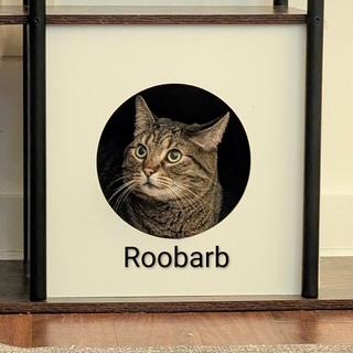 Enlarge Roobarb - BIG handsome, sweet boy at The Kitten Around Cat Lounge, a ADOPTABLE Tabby in Southern Pines, NC image 3/6