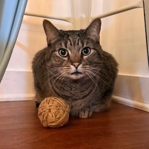 Roobarb - BIG handsome, sweet boy at The Kitten Around Cat Lounge, ADOPTABLE, Adult Male Tabby.