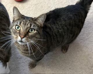 Enlarge Roobarb - BIG handsome, sweet boy at The Kitten Around Cat Lounge, a ADOPTABLE Tabby in Southern Pines, NC image 6/6