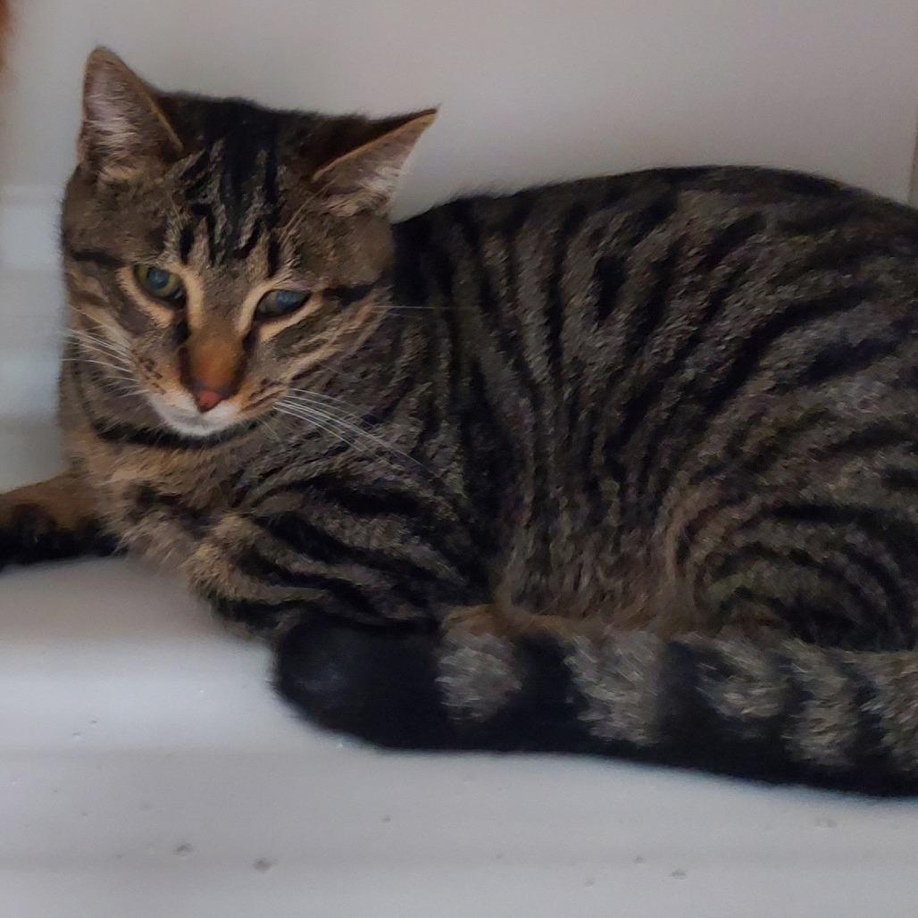 Enlarge Storm, a Adoptable Domestic Short Hair in Ephrata, PA image 1/3