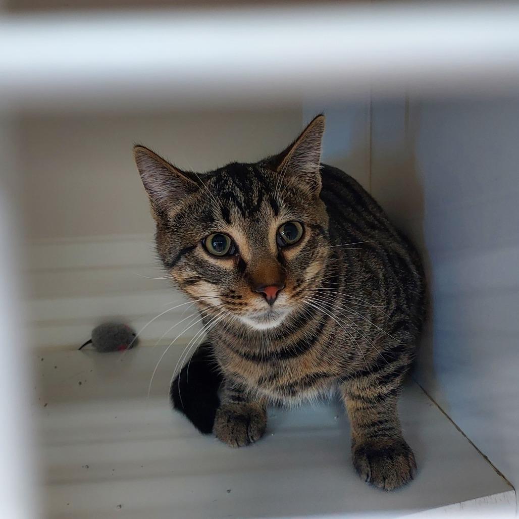 Enlarge Storm, a Adoptable Domestic Short Hair in Ephrata, PA image 2/3