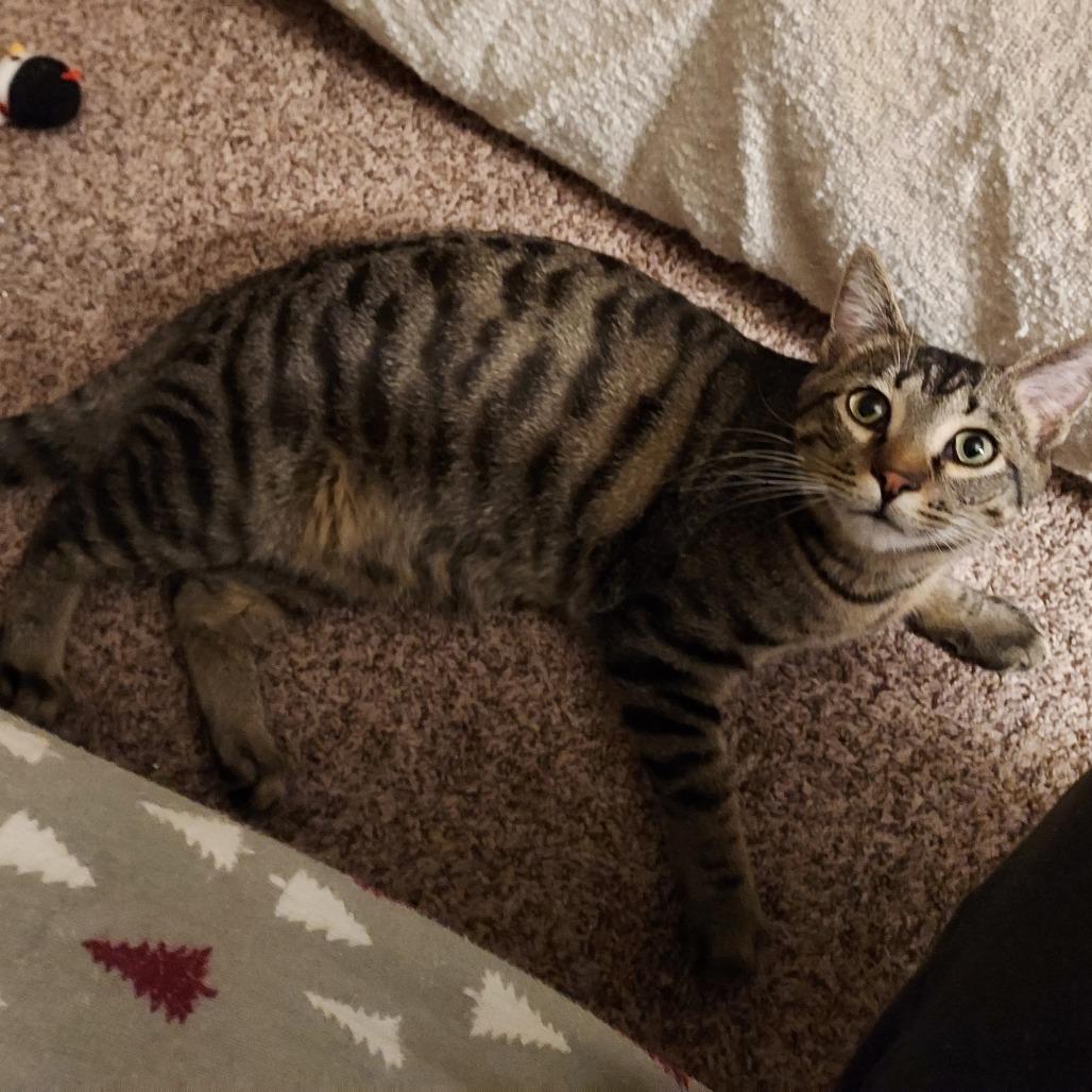 Enlarge Storm, a Adoptable Domestic Short Hair in Ephrata, PA image 4/6