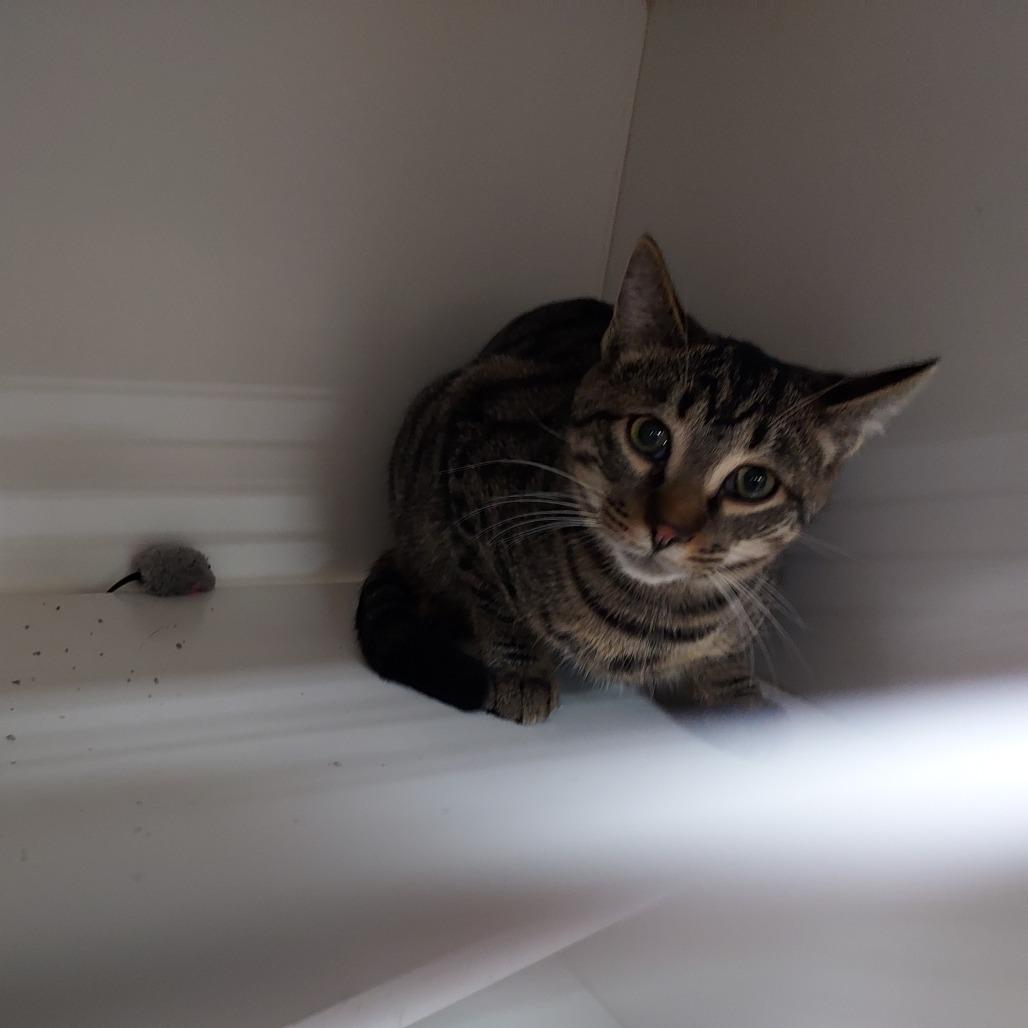 Enlarge Storm, a Adoptable Domestic Short Hair in Ephrata, PA image 3/3