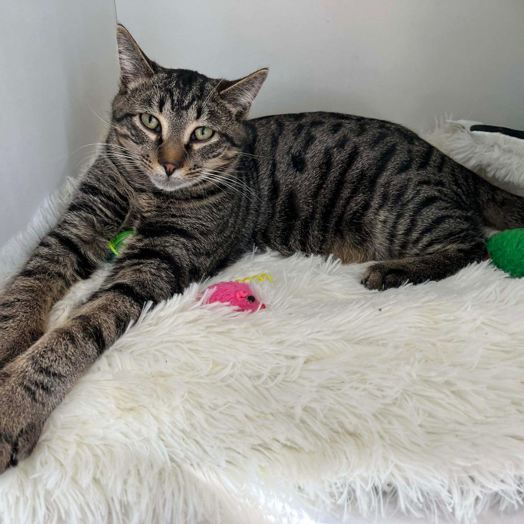 Enlarge Storm, a Adoptable Domestic Short Hair in Ephrata, PA image 5/5