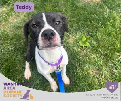 Teddy, Adoptable, Adult Male Beagle.