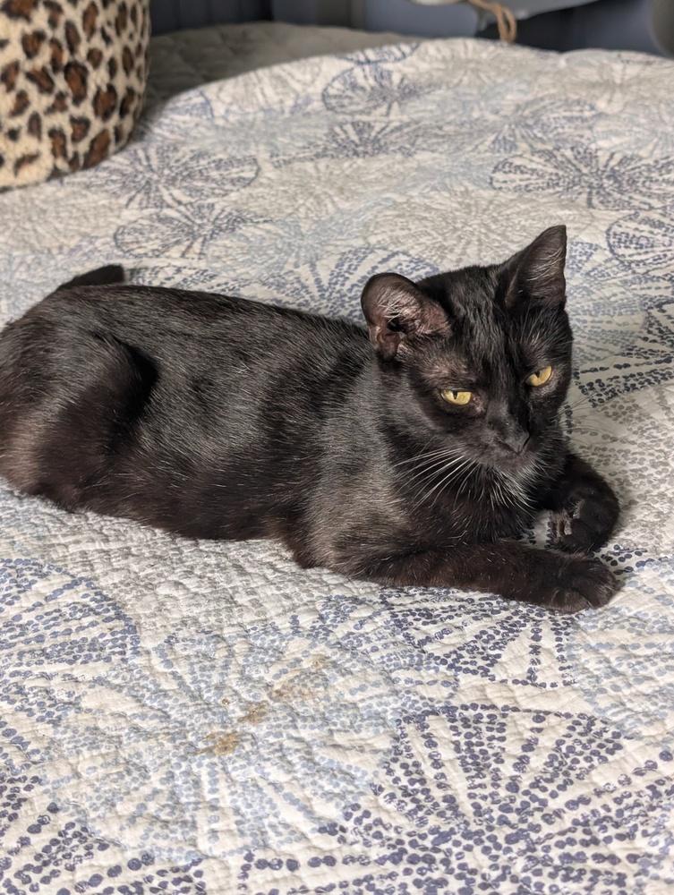 French Toast, Adoptable, Adult Female Domestic Short Hair.