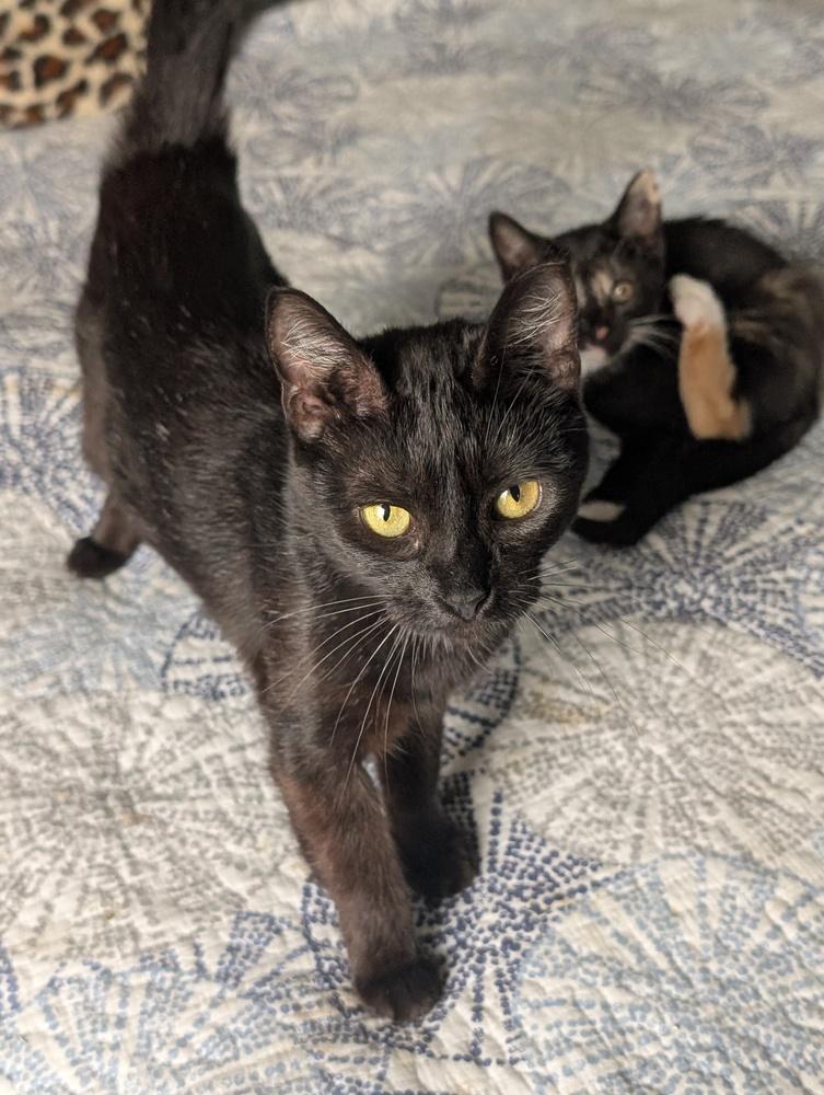 French Toast, a Adoptable Domestic Short Hair in Springdale, PA image 2/6