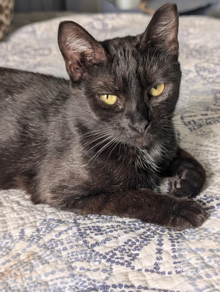 French Toast, a Adoptable Domestic Short Hair in Springdale, PA image 4/6