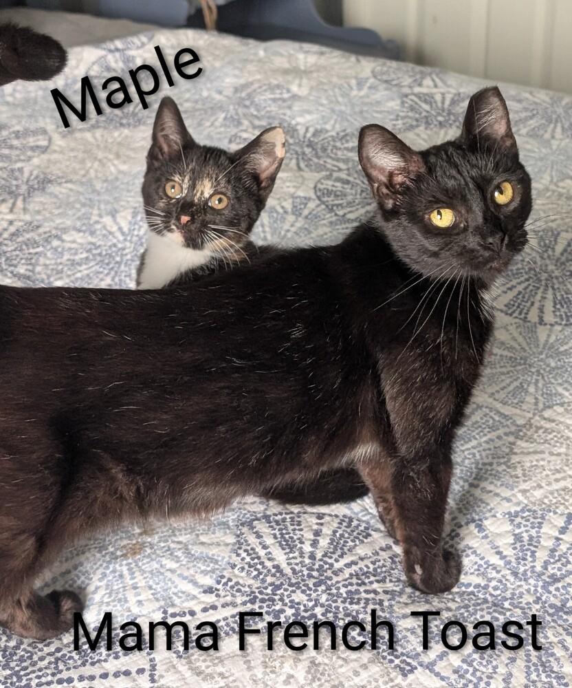 French Toast, a Adoptable Domestic Short Hair in Springdale, PA image 5/6