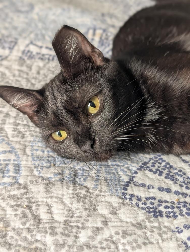 French Toast, a Adoptable Domestic Short Hair in Springdale, PA image 6/6
