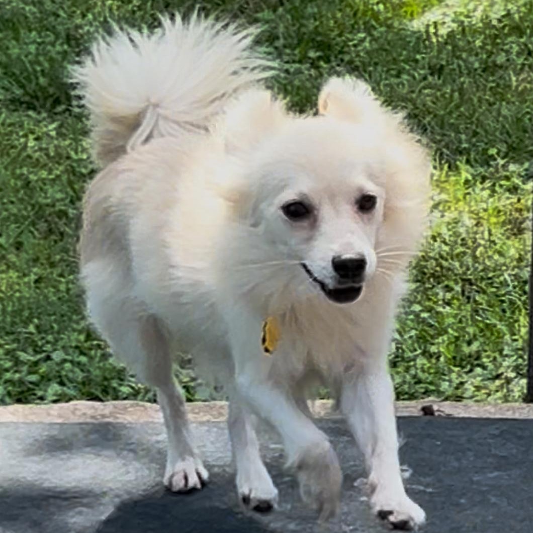 Tucker, a Adoptable mixed breed in Houston, TX image 4/5