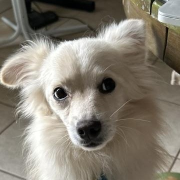 Tucker, a Adoptable mixed breed in Houston, TX image 2/5