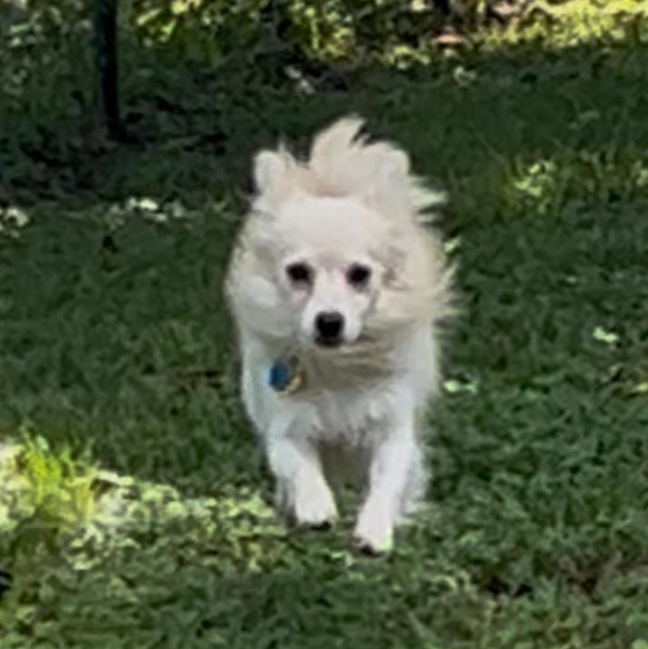 Tucker, a Adoptable mixed breed in Houston, TX image 3/5